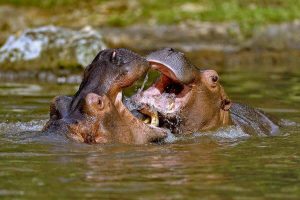 バリサファリ　サイの大きな動物も見れます