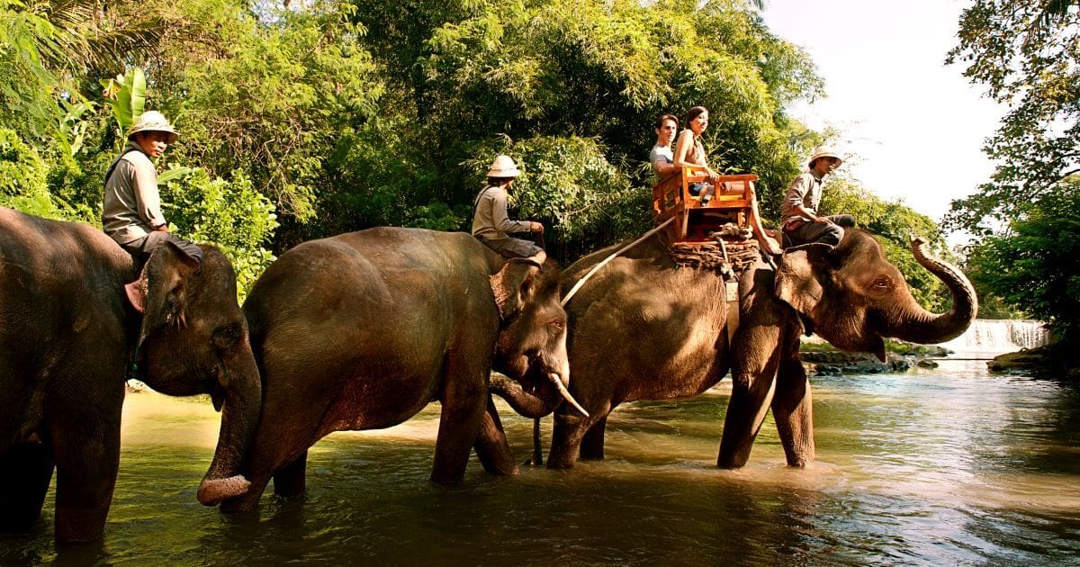 2025-2026年【バリズー】入場券とエレファントライド象乗り体験(バリ動物園 Bali Zoo) チケット料金