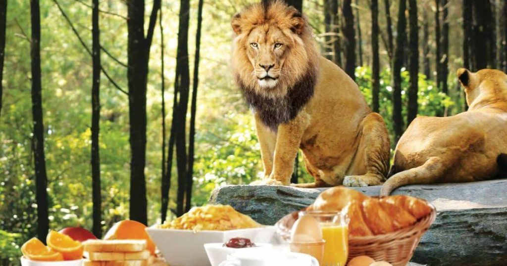 バリサファリ＆マリンパーク　ライオンと朝食