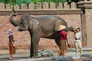 バリサファリ　エレファントショー