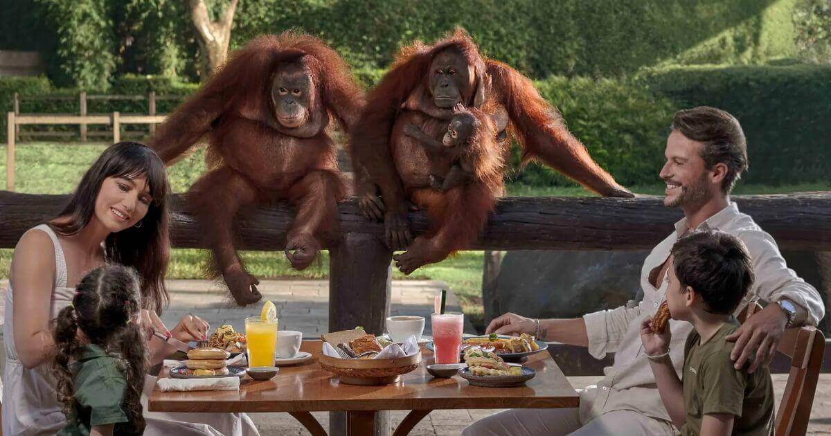 2025-2026年【バリズー】オランウータンと朝食&エレファントライド(バリ動物園 Bali Zoo)チケット料金