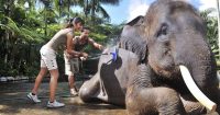 2025-2026年バリ島で象の水浴び・象洗い体験＋エレファントライド(象乗り体験）【エレファントサファリパーク】チケット料金