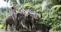 2025-2026年バリ島のエレファントライド(象乗り体験）【エレファントサファリパーク】チケット料金