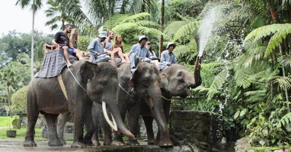 2025-2026年バリ島のエレファントライド(象乗り体験）【エレファントサファリパーク】チケット料金
