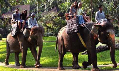 エレファントサファリパーク