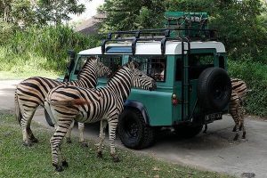 バリサファリ　バリトレイル4X4