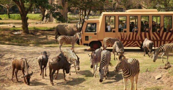 2025-2026年【バリサファリパーク】象乗り体験、トラムツアー　入場チケット予約