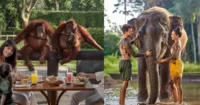 【バリズー】オランウータンと朝食&エレファントマッドファン(バリ動物園 Bali Zoo)2025-2026年チケット予約