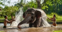 【バリズー】エレファントマッドファン(象と泥遊び)(バリ動物園 Bali Zoo)2025-2026年チケット予約