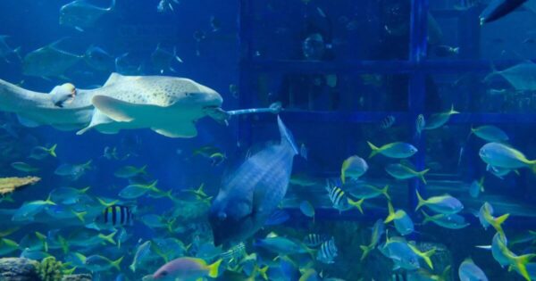 2025-2026年【マリンサファリ バリ】イルカショーや海洋生物 チケット料金